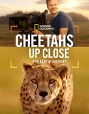 Nonton Cheetahs Up Close with Bertie Gregory (2026)