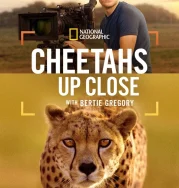 Nonton Cheetahs Up Close with Bertie Gregory (2026)